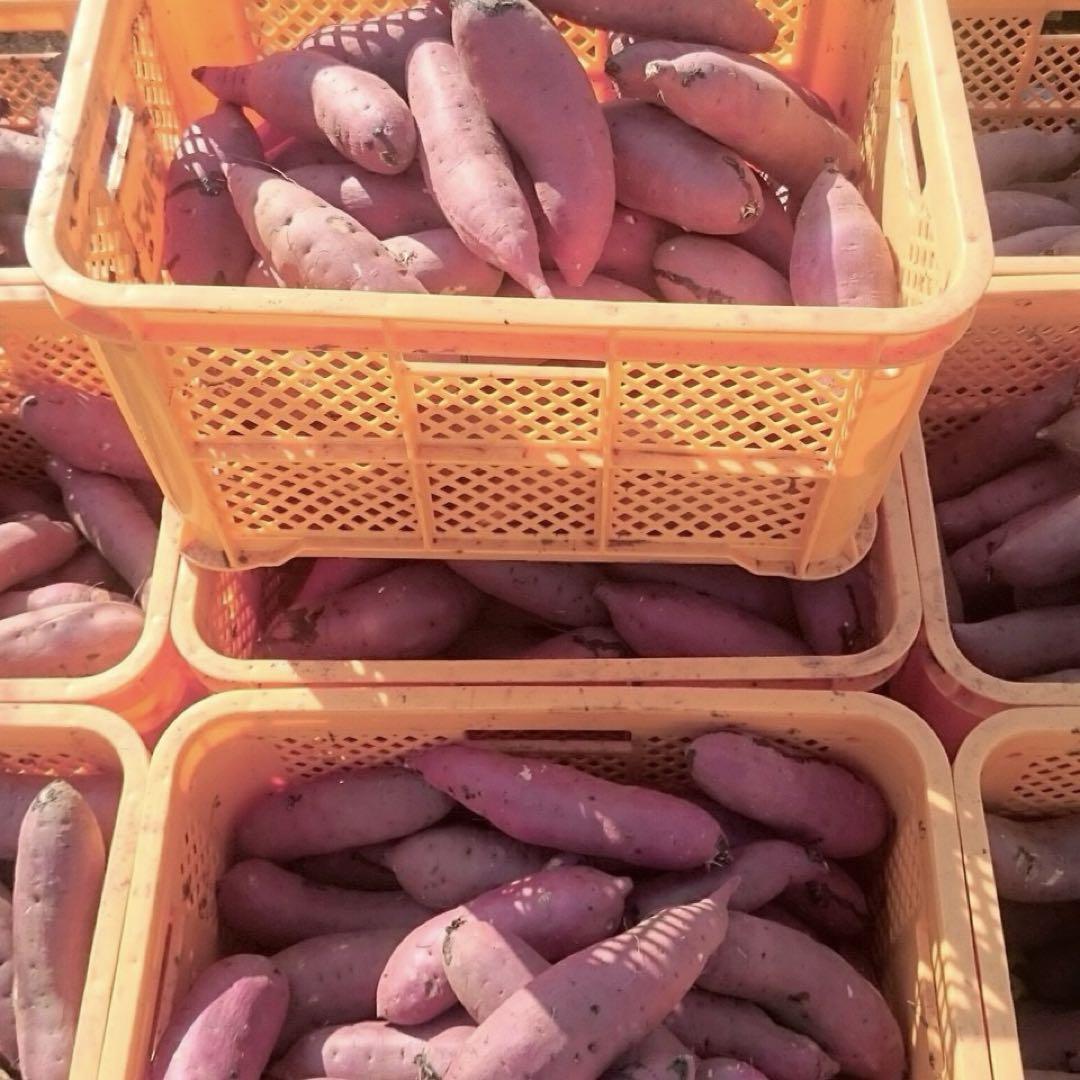 大好評【数量限定】金賞重賞農家 茨城県産 訳あり べにはるか ほしいも 3kg