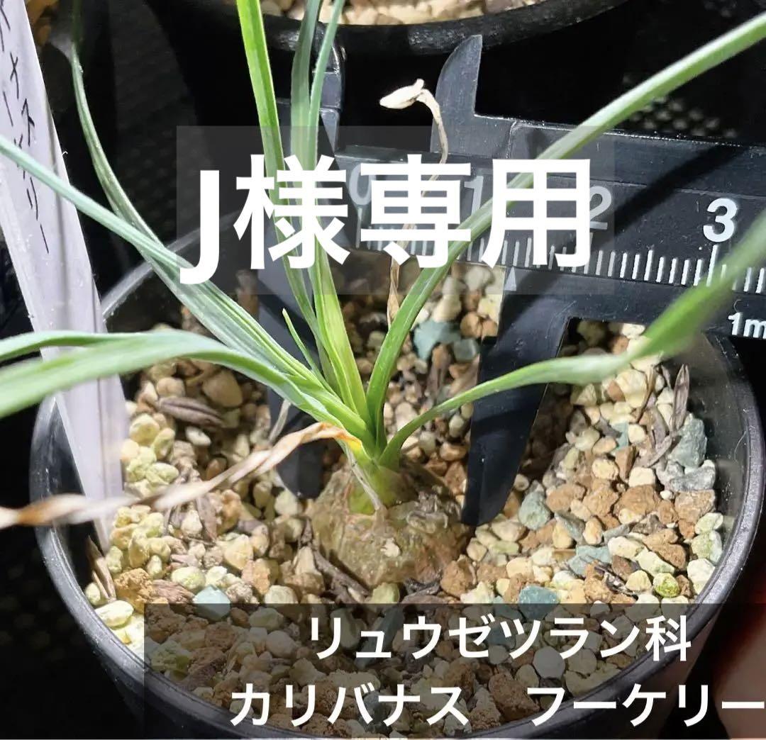 カリバナス　フーケリー　1点　観葉植物