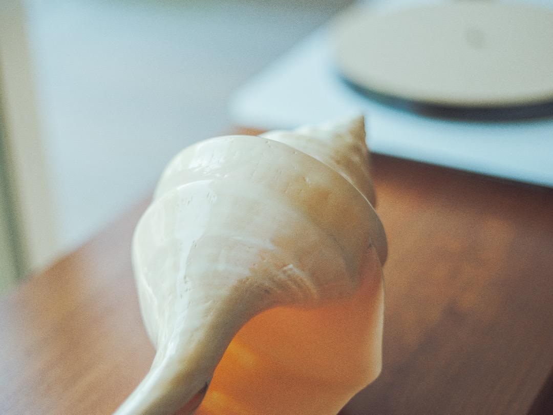 アラフラオオニシガイ特大