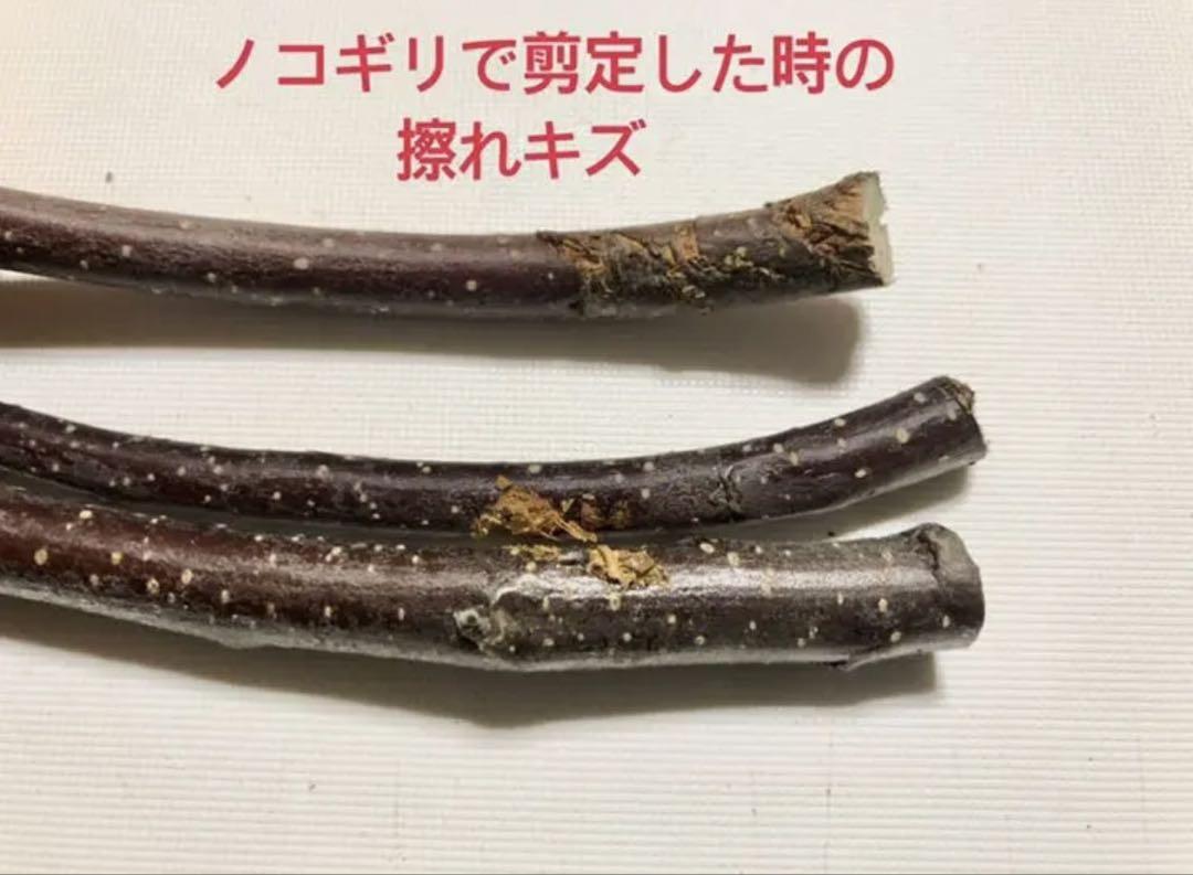 雪　様