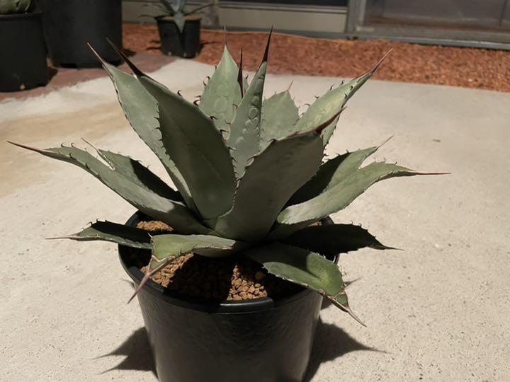 Agave parryi var. huachucensis