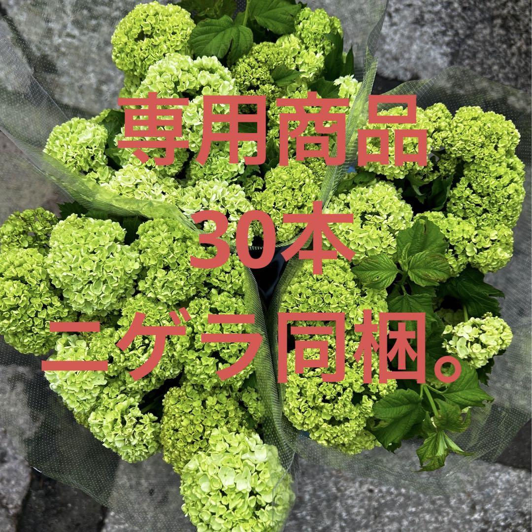 【07】生花　スノーボール　ビバーナム　30本　アレンジ　花束　切り花　スワッグ