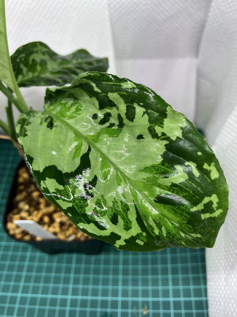アグラオネマ　ピクタム　TB 白モザイク
