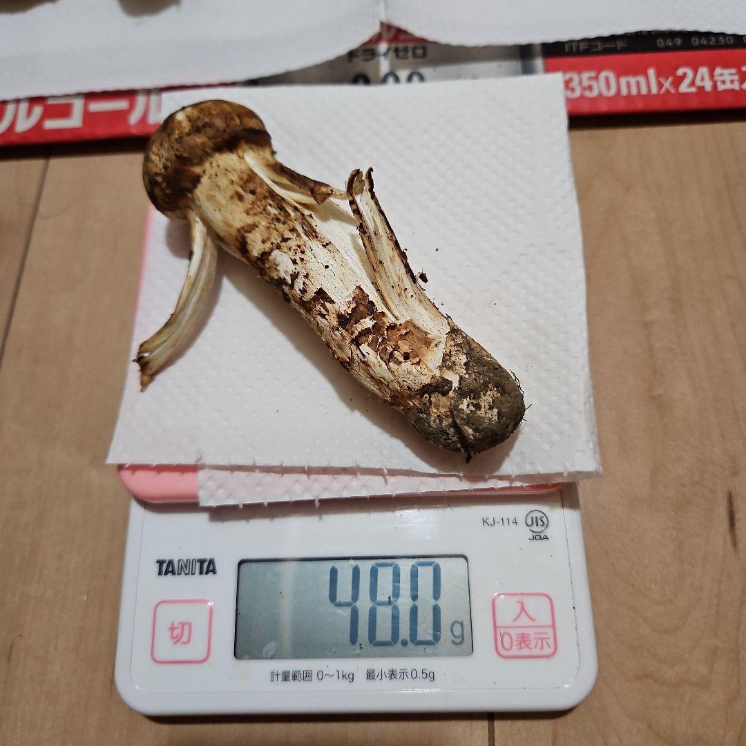 激安正規品 国産 岩手県 山田町産 松茸 野菜