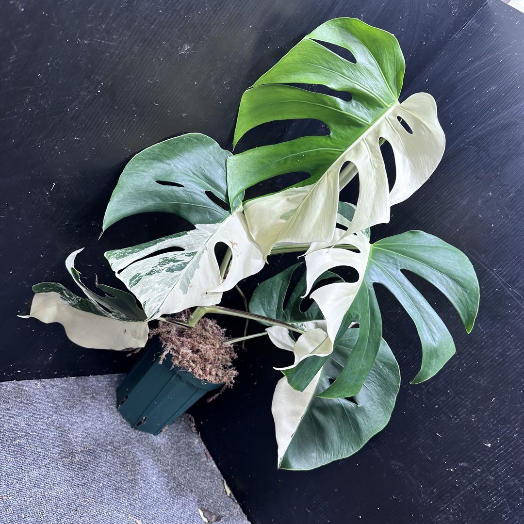 極美斑入り モンステラ ホワイトタイガー ハーフムーン 65cm 鉢付き観葉植物 モンステラ斑入りハーフムーンホワイトタイガー極美斑入り 65cm