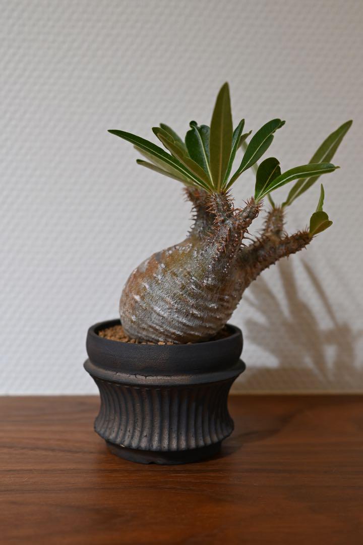 発根済 パキポディウム グラキリス パキポ 塊根 コーデックス caudex