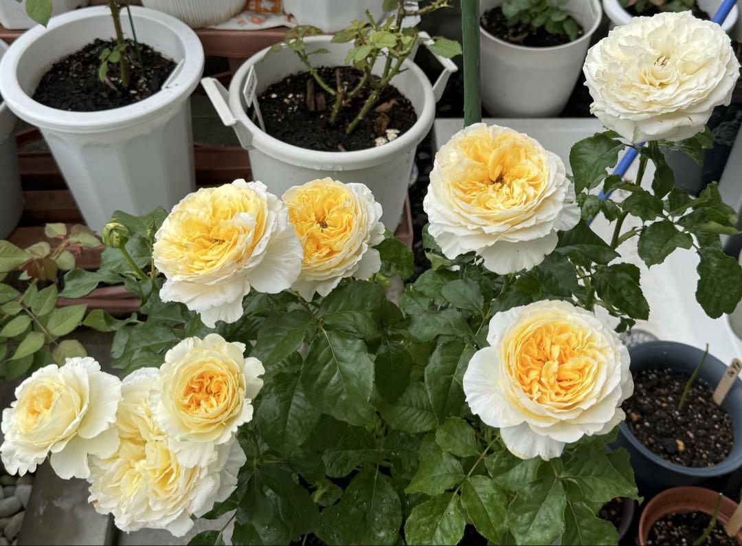 バラ苗、四季咲き、希少種、juli.. バラ苗、四季咲き、希少種、juli.. 花