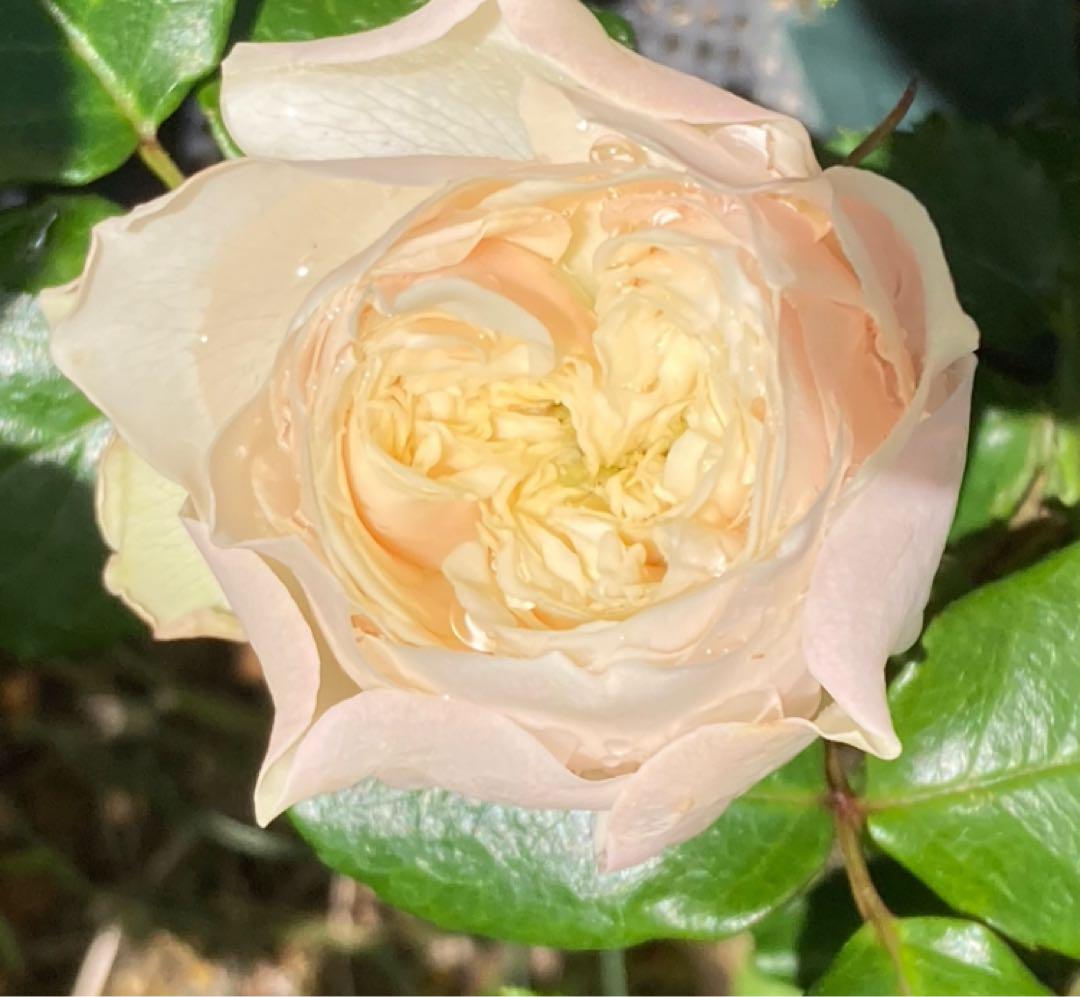 バラ　接木大苗　Whitbey abbey 海外品種　レア薔薇　入手困難