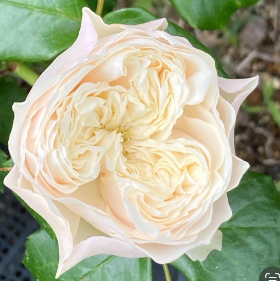 バラ　接木大苗　Whitbey abbey 海外品種　レア薔薇　入手困難