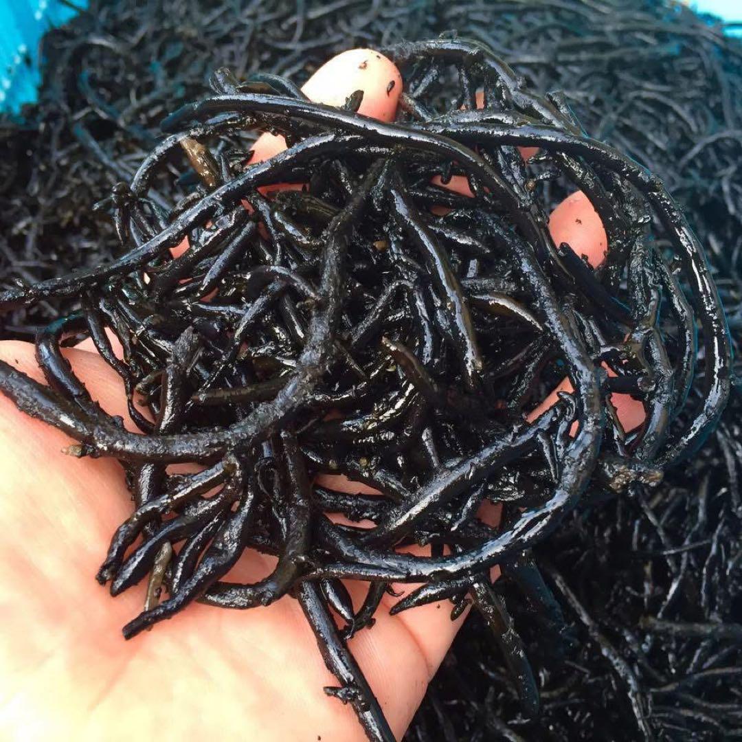 27【まぐさのひじき】80g×5袋 千葉県勝浦産 乾燥ひじき 送料込み