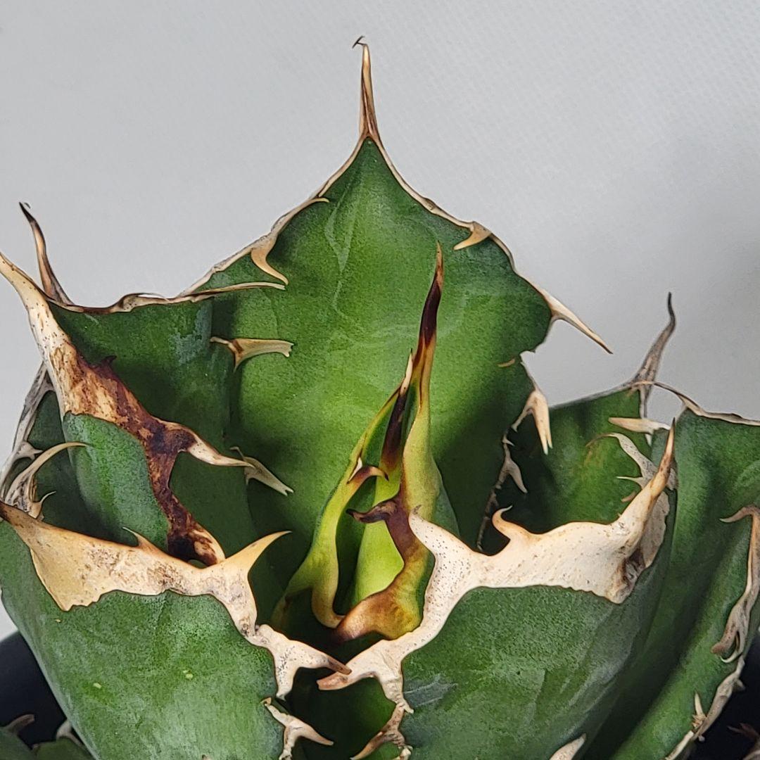 ひひひ様専用 極上アガベ チタノタ オテロイ 強棘 陽炎 US株 検索用