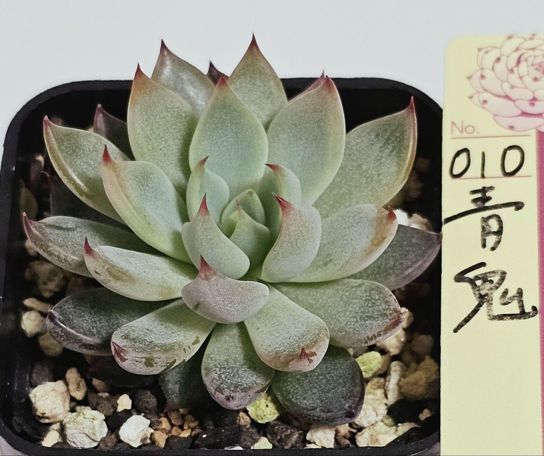 多肉植物 緩い ミックスベリア 010 青鬼