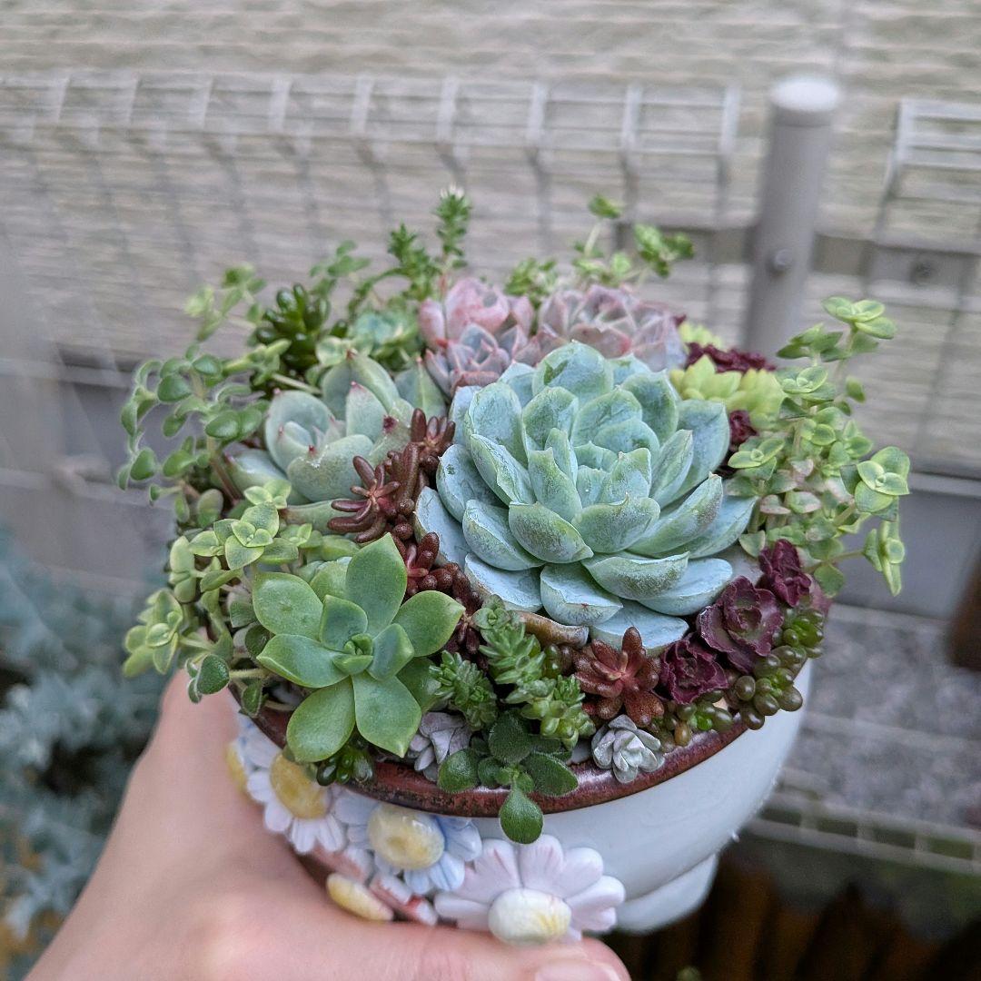 確認用　寄せ植え