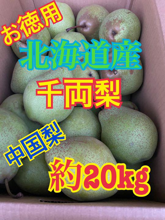 幻の梨 北海道産 千両梨 約20キロ
