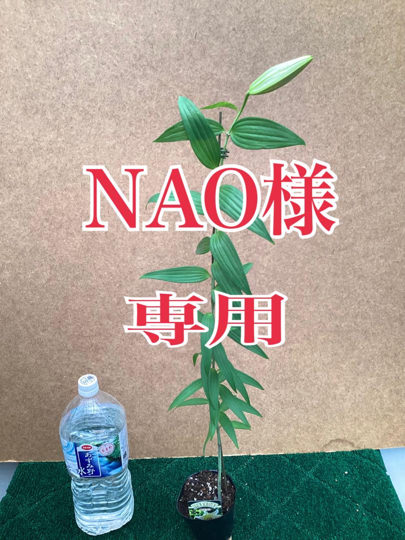 ヤマユリ　山百合　球根 NAO
