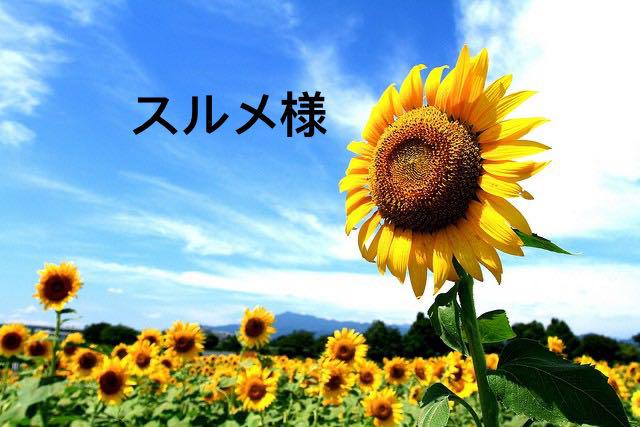 スルメ様