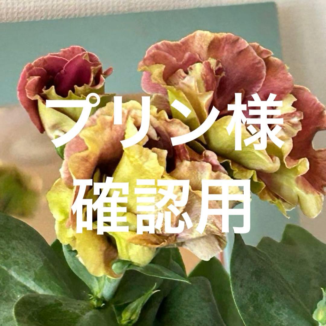 プリン様　確認用