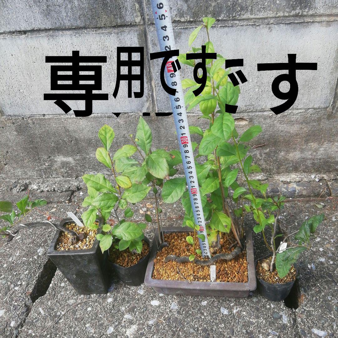 専用です、老爺柿荒皮性紫峰４鉢です