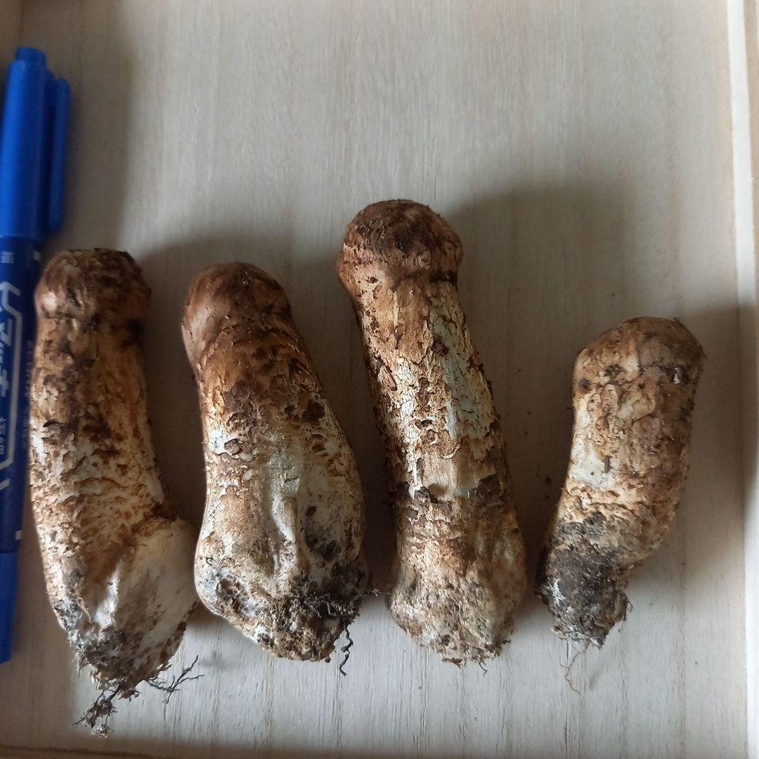 北海道　松茸　600g ☆松茸北海道産☆600g