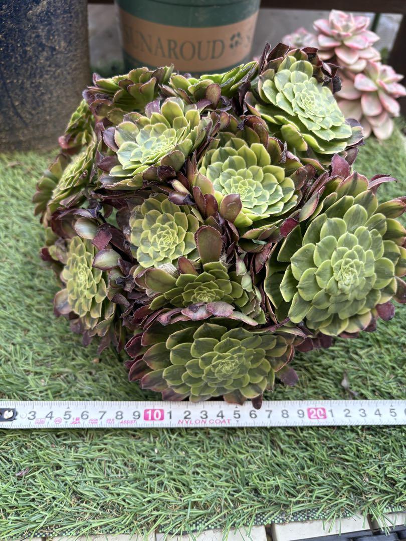 アエオニウム　フェステ イバル（嘉年華）法師錦