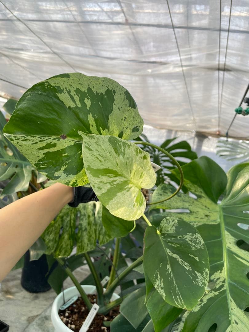 V1 モンステラ デリシオーサ ベトシオーサ セレクトエディション斑入り V1 モンステラ デリシオーサ ベトシオーサ セレクトエディション斑入り