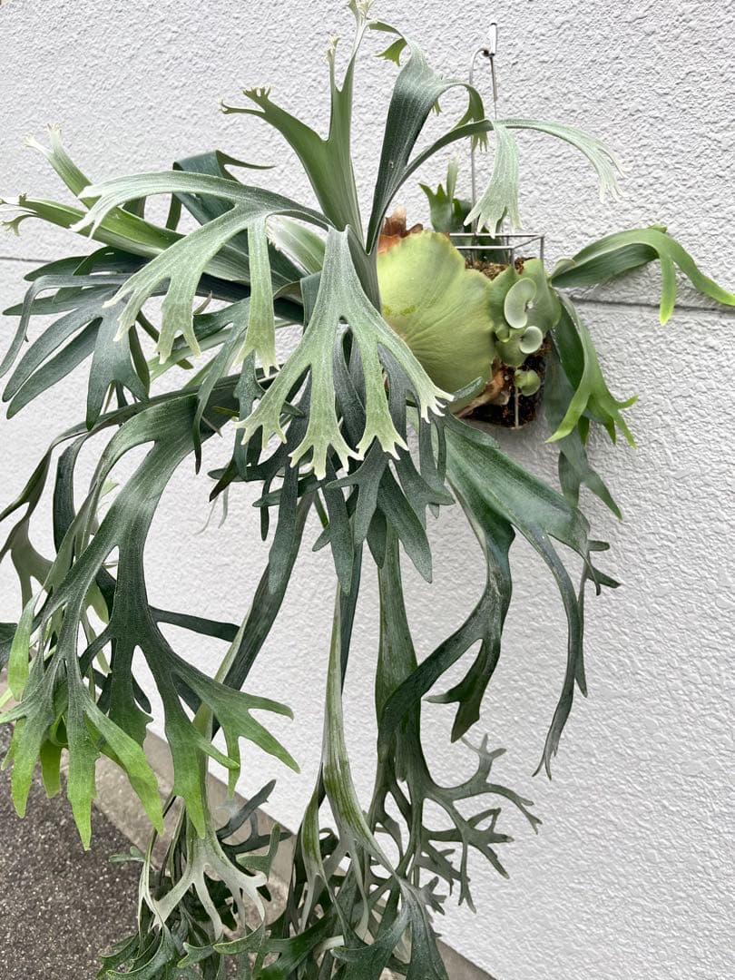 白ビフやや傷や汚れあり