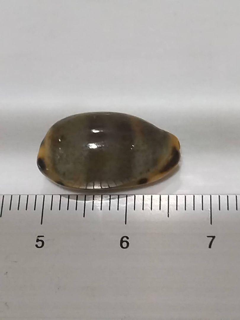 タカラガイ、貝、ゴバンダカラ ゴバンダカラ 大 - Kaiショップ