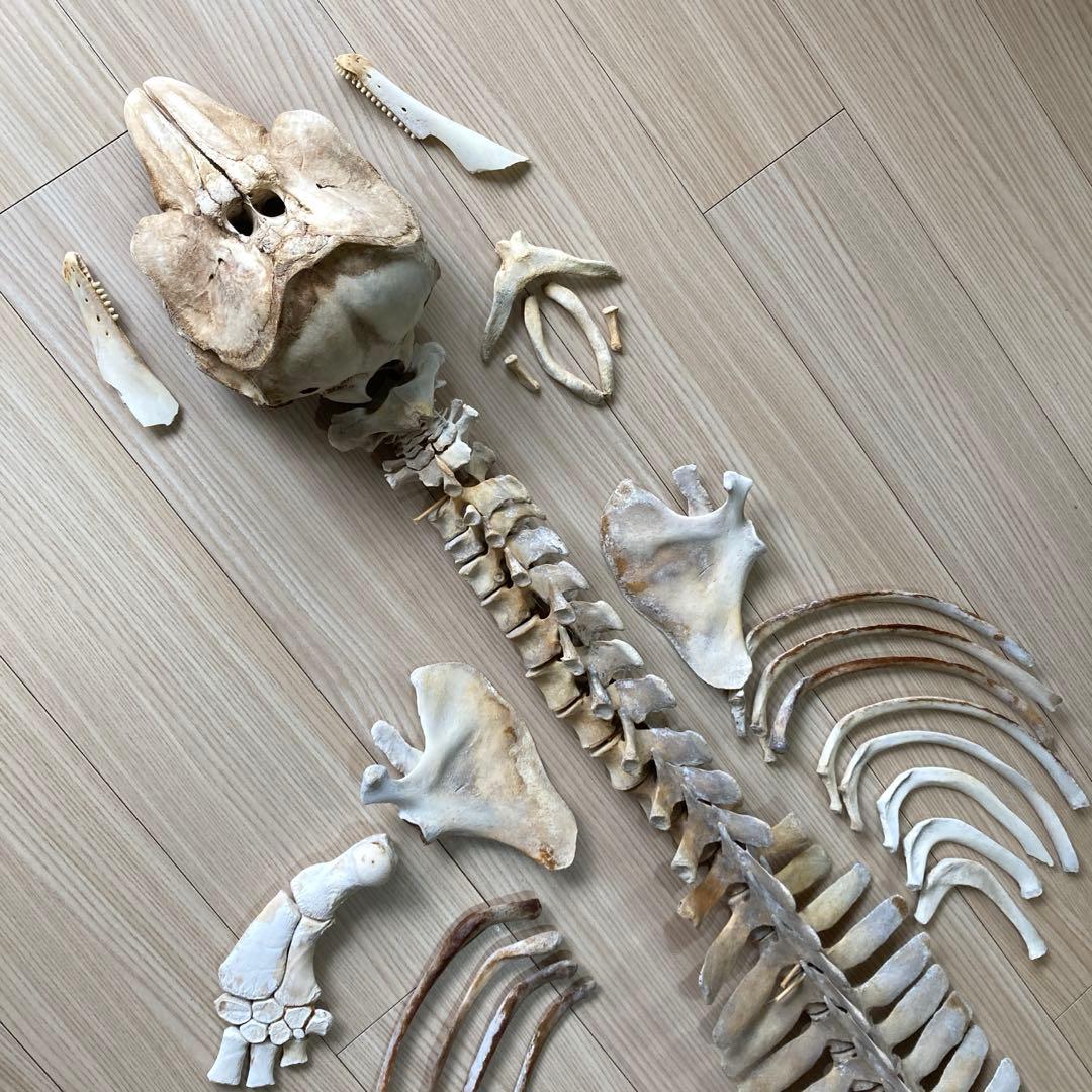 イルカの骨　骨格標本 イルカの骨 骨格標本 - メルカリ