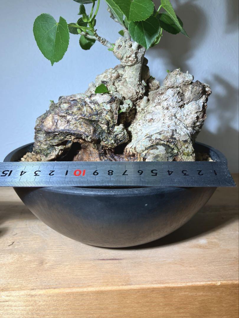 オオハマボウ　幹幅16cm 穴あき 盆栽 塊根植物