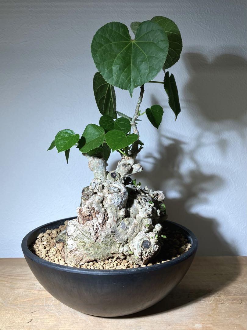 オオハマボウ　幹幅16cm 穴あき 盆栽 塊根植物
