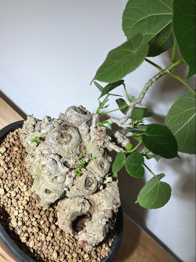 オオハマボウ　幹幅16cm 穴あき 盆栽 塊根植物