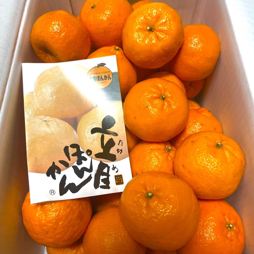 みかんより味が濃く甘い(*゜∀゜*) 美味しい　ポンカン　土佐文旦　144