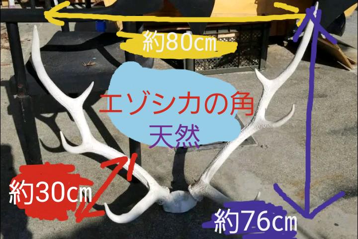 41%割引【在庫有】 一点物 国産 鹿の角 オブジェ〈左右〉 置物 インテリア小物-NEWS.BYDOOR.COM 41%割引【在庫有】 一点物 国産 鹿の角 オブジェ〈左右〉 置物 インテリア小物-NEWS.BYDOOR.COM