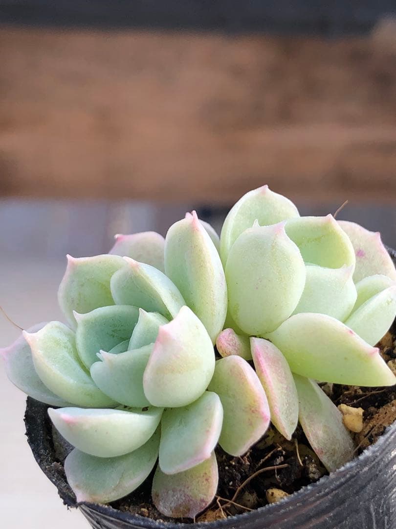 多肉植物 つむぎ×ひなの♡小苗(miyaさん苗) 多肉植物 つむぎ×ひなの♡小苗(miyaさん苗)