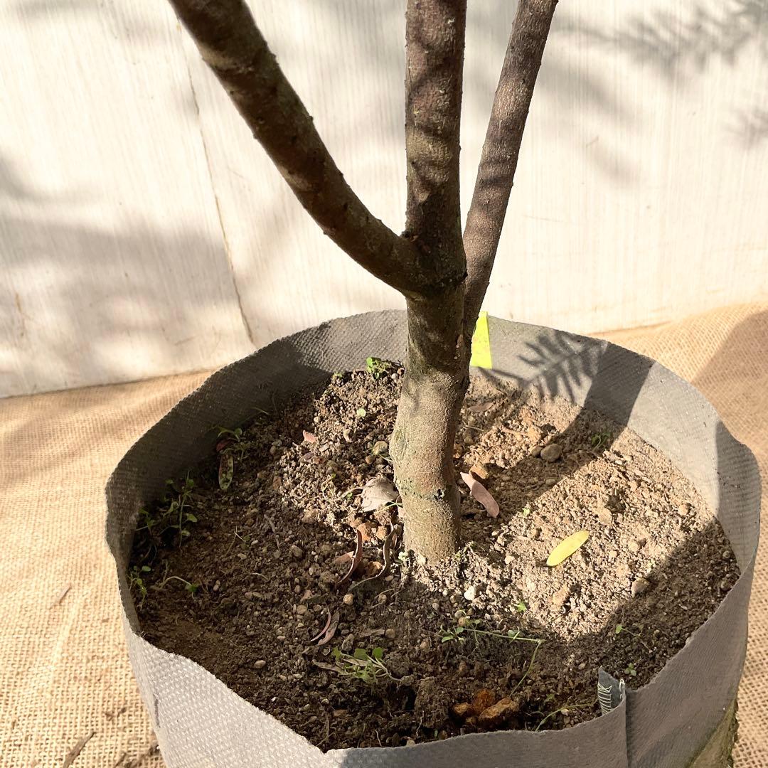 ブルーブッシュ