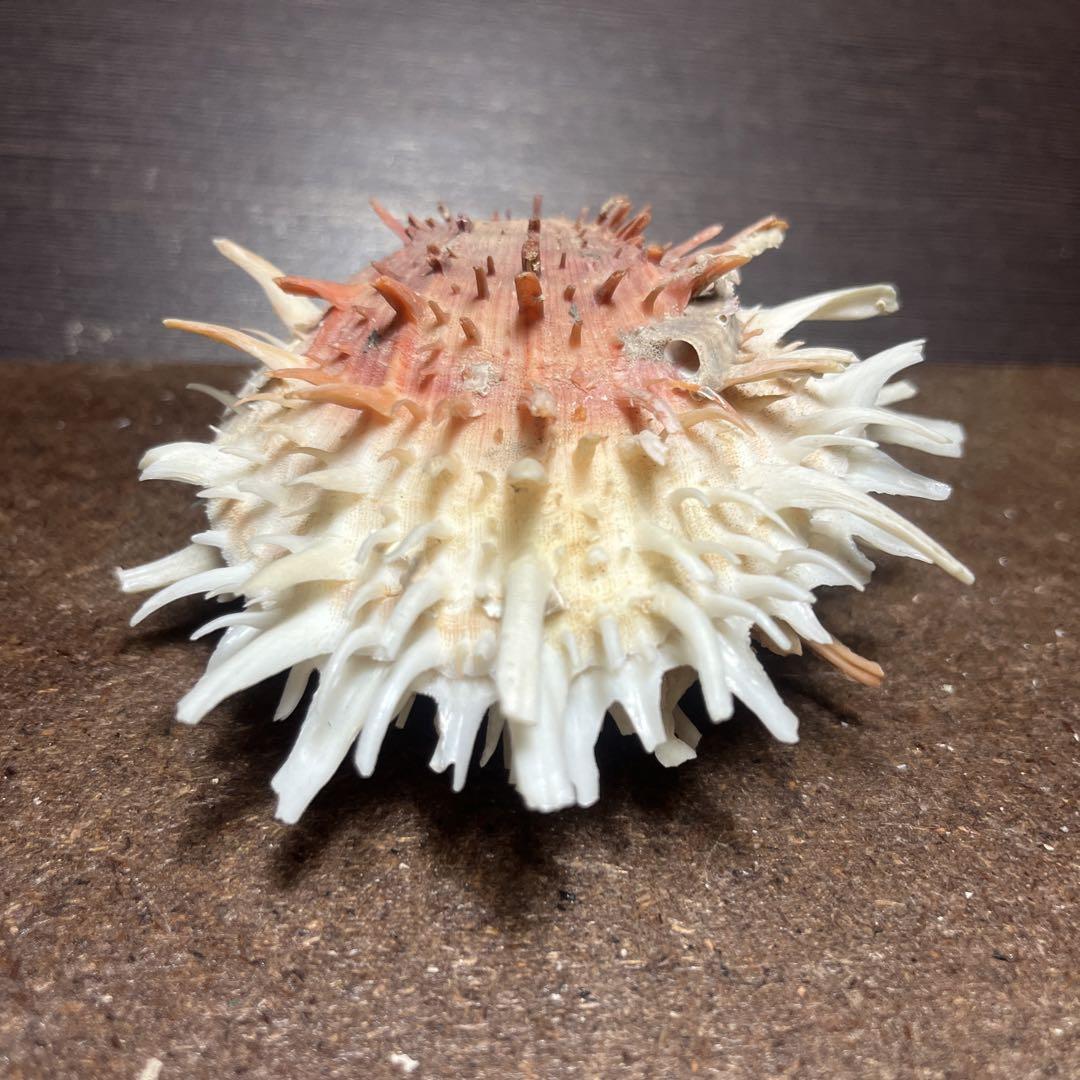 希少　ダイオウショウジョウガイ