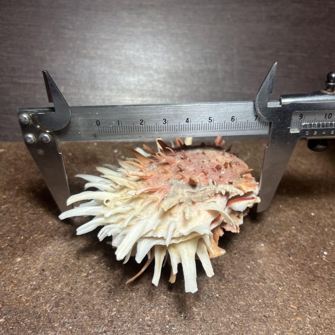希少　ダイオウショウジョウガイ