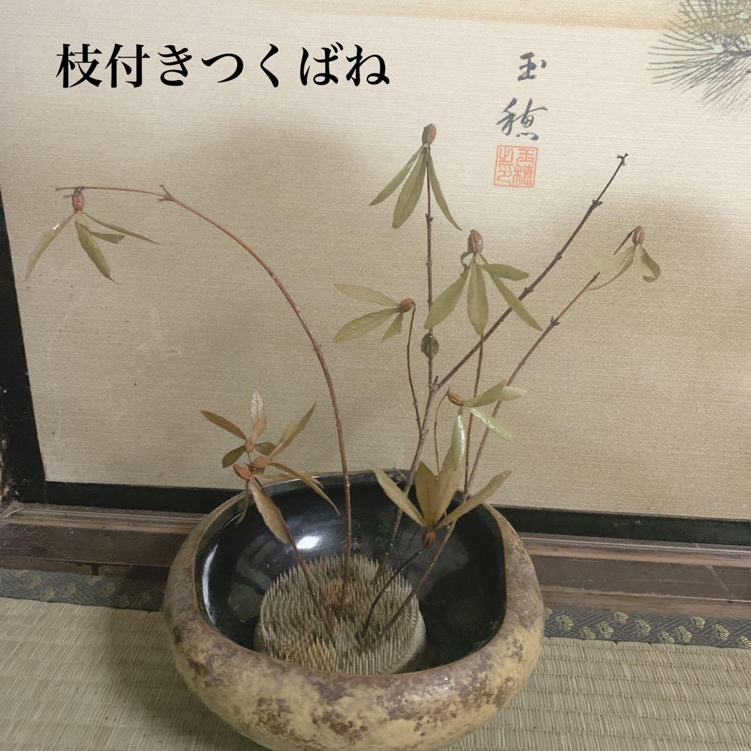 山野草ツクバネ開花株衝羽根 茶花 正月飾り 庭木低木しつらい