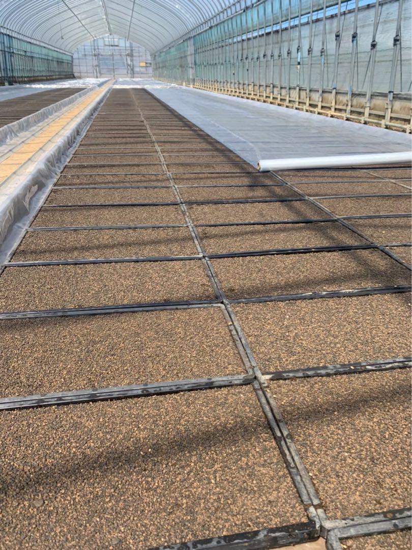 玄米20キロ【農家直送！】新潟県産こしいぶき　特別栽培米　6年産　低温冷蔵