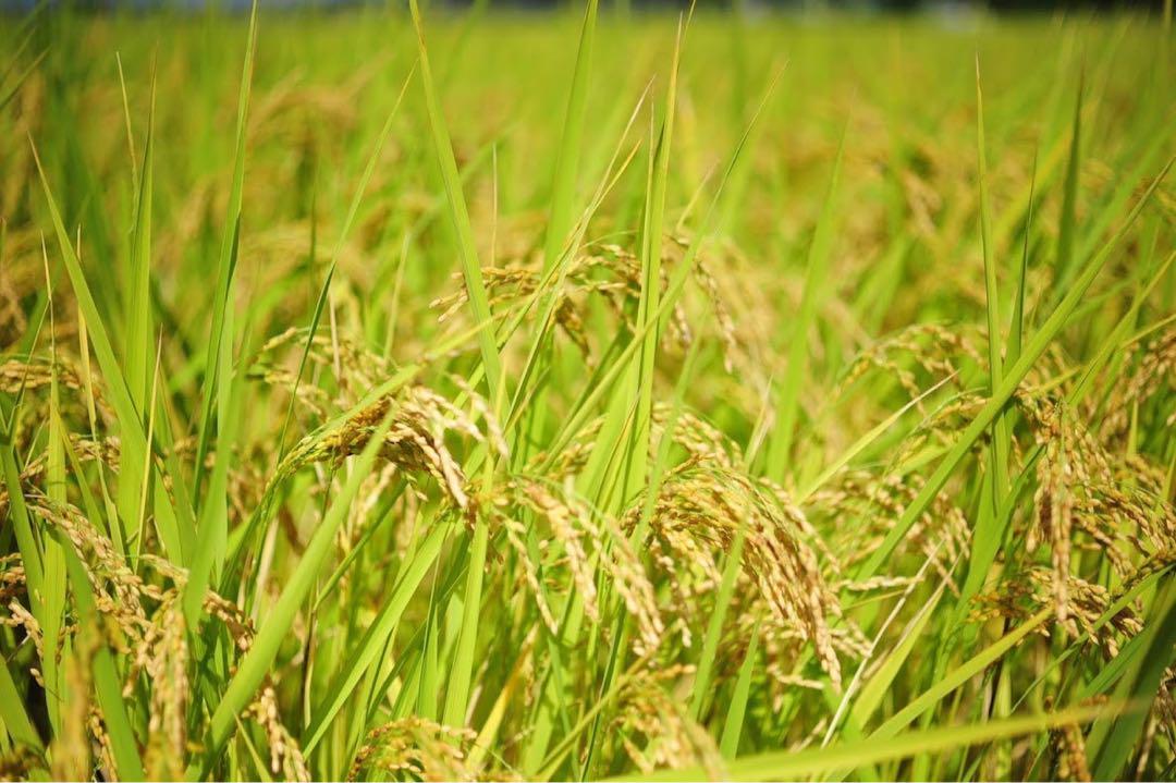 玄米20キロ【農家直送！】新潟県産こしいぶき　特別栽培米　6年産　低温冷蔵
