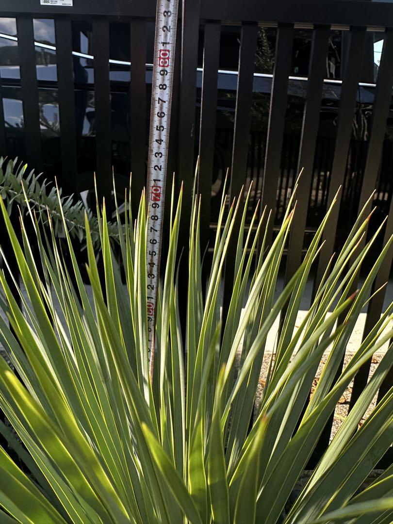 観葉植物 ユッカロストラータやや傷や汚れあり