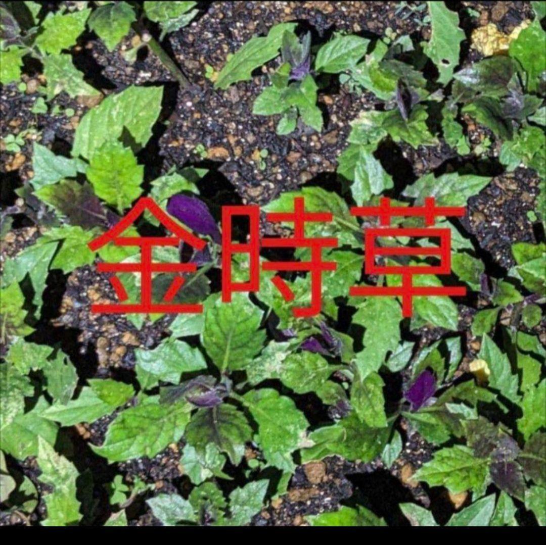 多年草 金時草の抜き苗5株 水前寺菜 ハンダマ 式部草 紅
