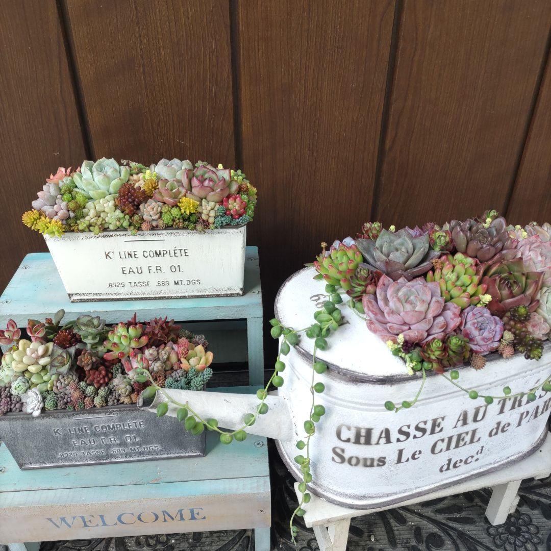 多肉植物 ♡そのまま飾れる寄せ植え♡3点セット♬.*゜