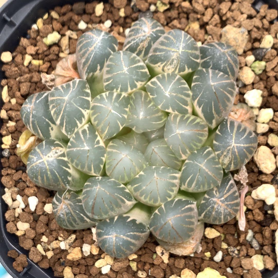 多肉植物 ハオルチア ブラックオブツーサ錦糊斑
