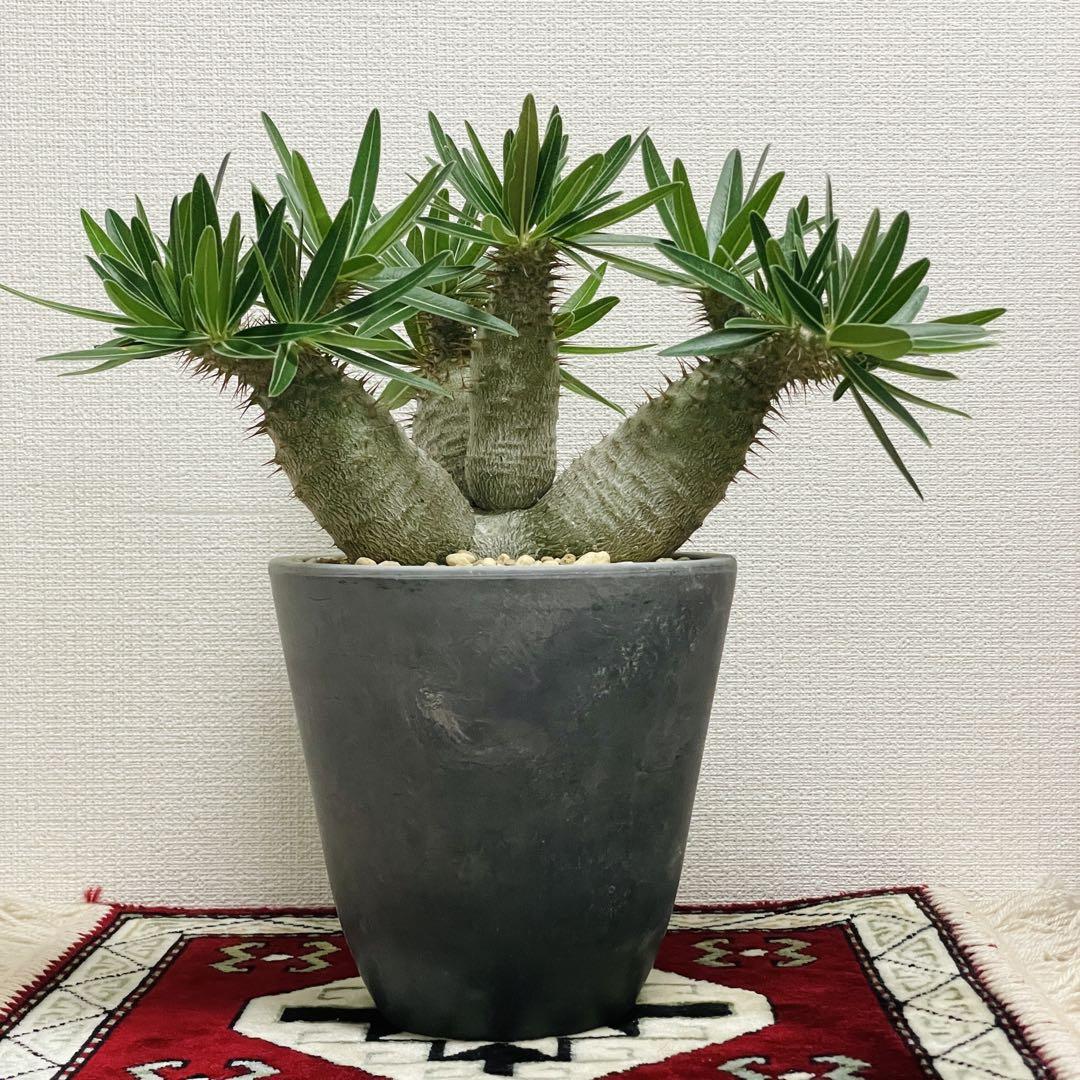 パキポディウム グラキリス 実生7年 3分頭 塊根植物① 魅力的な価格 実生7年 グラキリス パキポディウム 3分頭