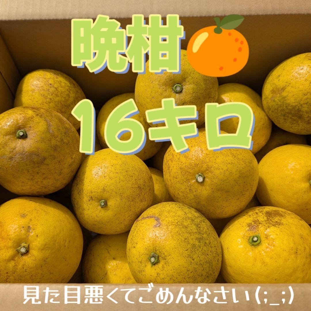 晩柑　16キロ