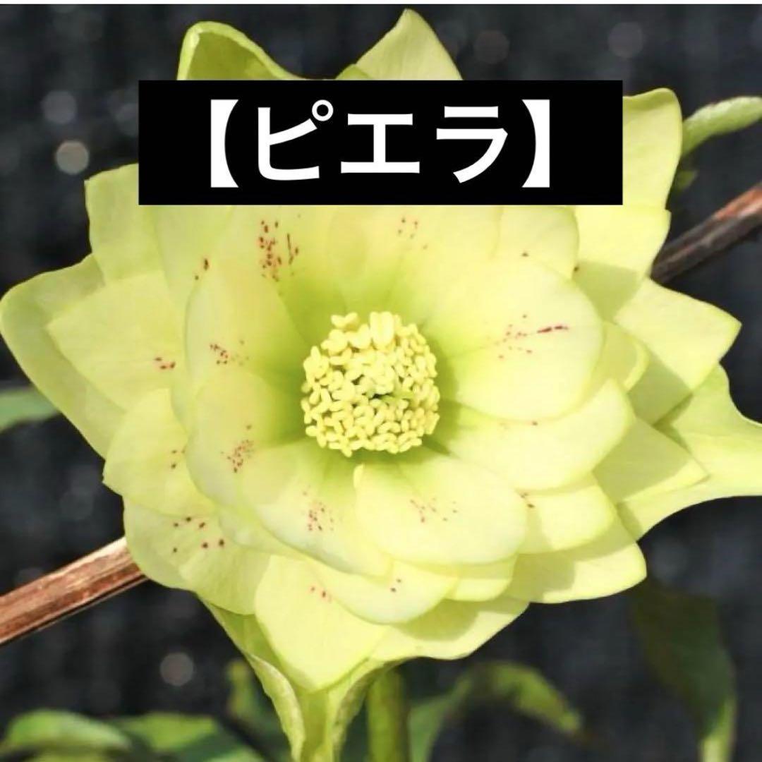 ❤️セール❤️1029 ⭐️超希少⭐️ディープカップ⭐️【ピエラ】タグ付き❗️コンパクト