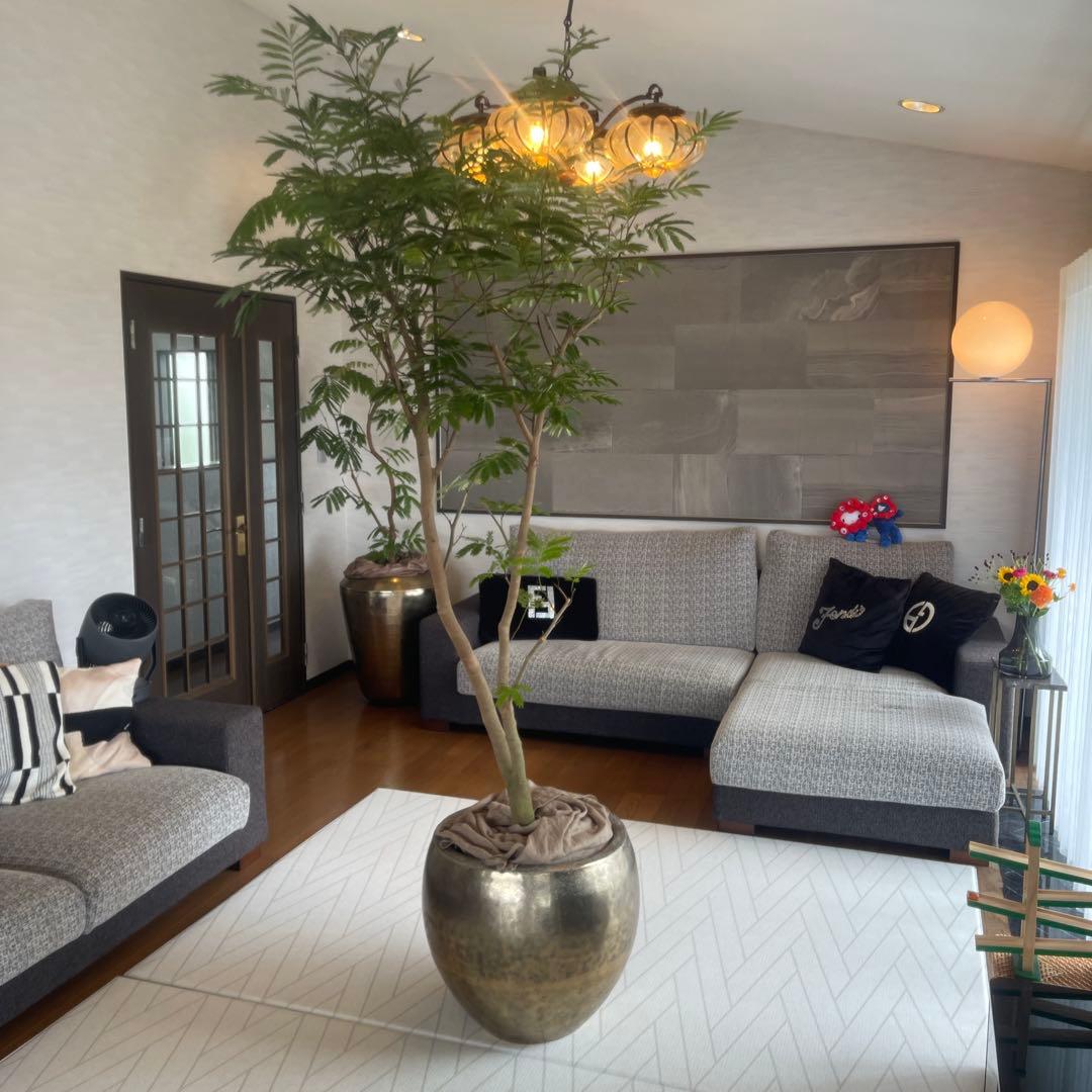 エバーフレッシュ　大型　美形　観葉植物　幹太　カッシーナ　アクタス