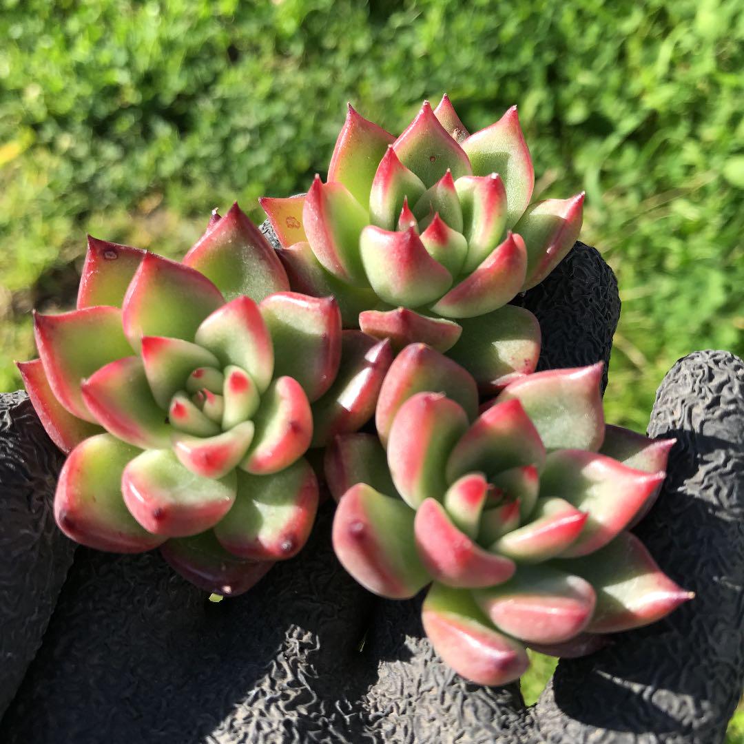 19.ランジェリーナ 多肉植物