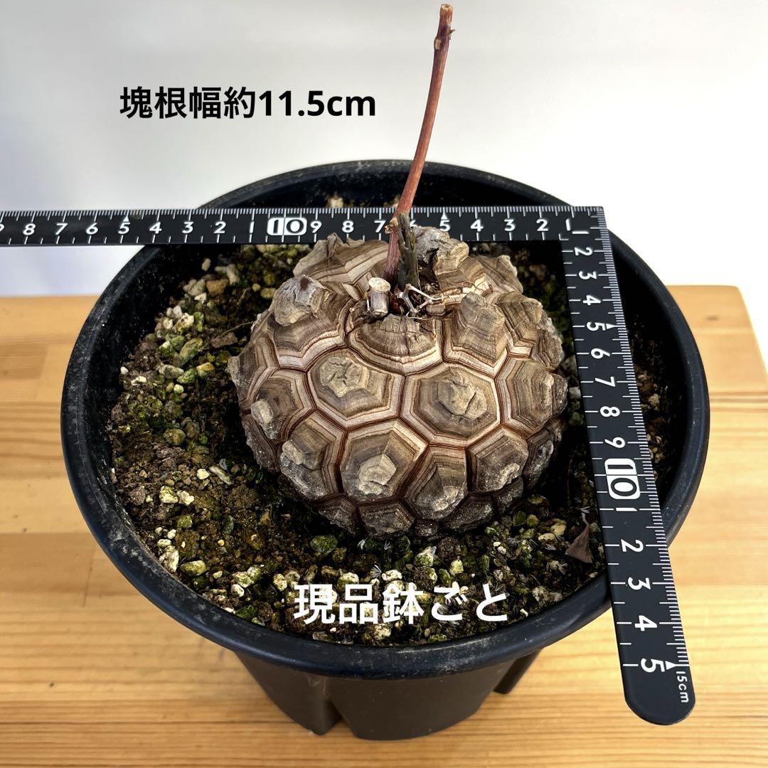 亀甲竜ディオスコレアエレファンティペス　現品鉢ごと発送